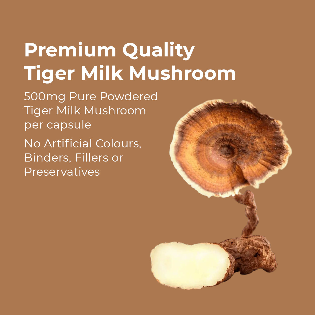 Premium quality Tiger Milk Mushroom supplement
